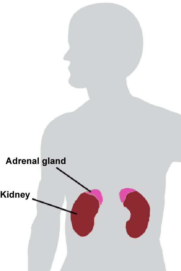 adrenal glands