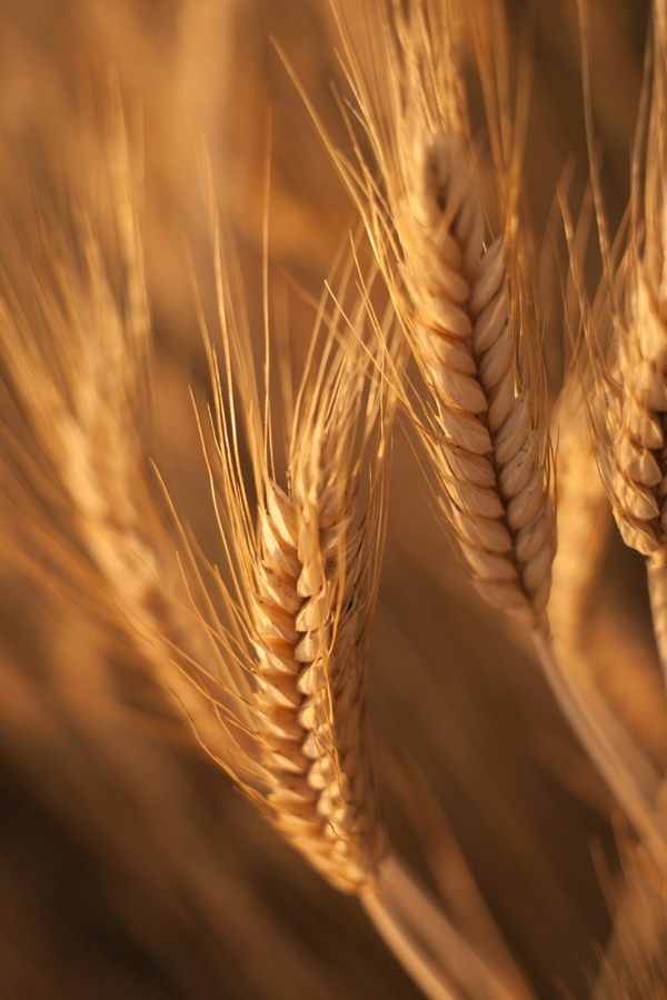 gluten