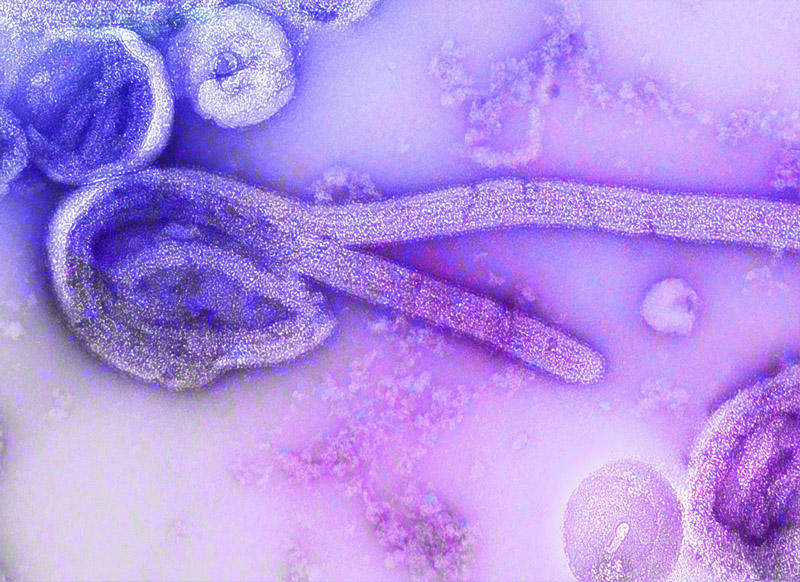 Candida albicans