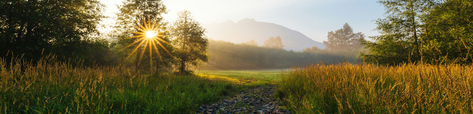 glowing meadow