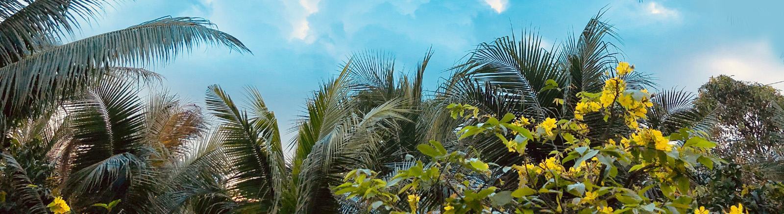 palms
