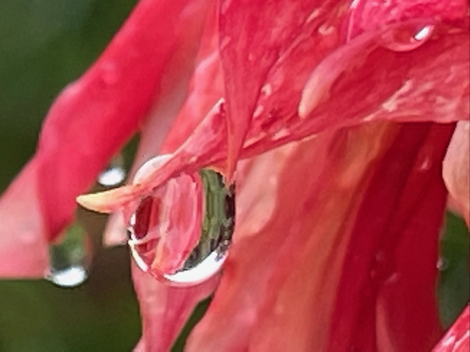 petal droplet