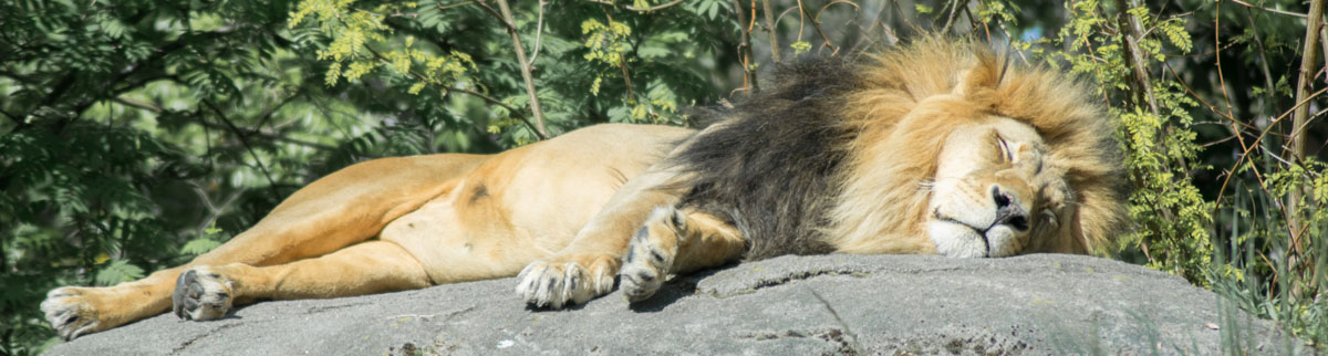 sleeping lion