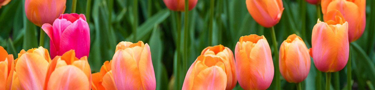 tulips