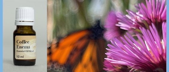 monarch