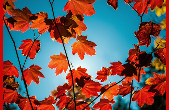 autumn