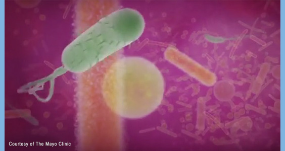 brain-gut connection