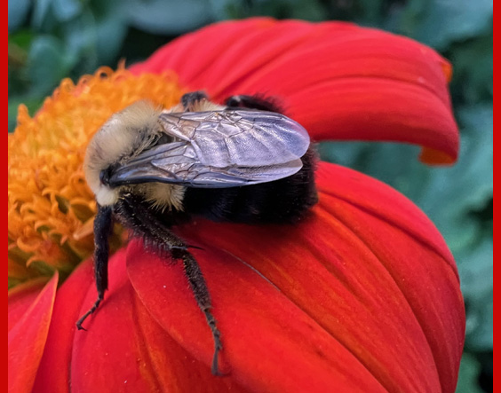 bumblebee