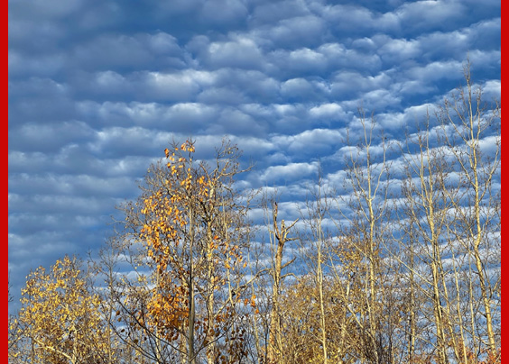 clouds and trees