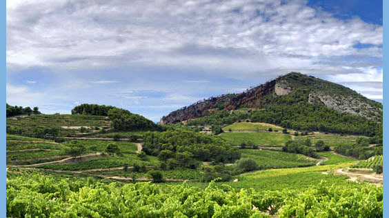 vineyards