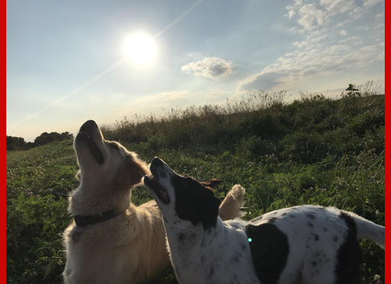 dogs in sun