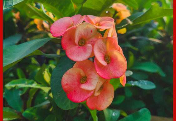 evening petals