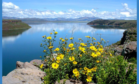 lakeside flowers
