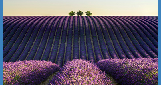lavender