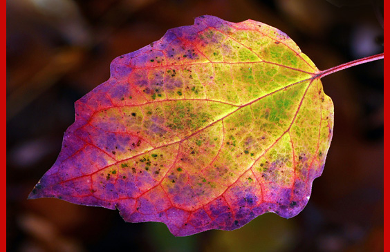 leaf colors