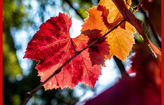 leaf color