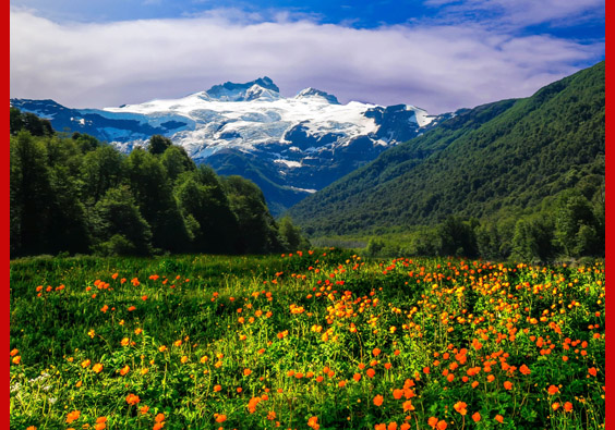 meadow