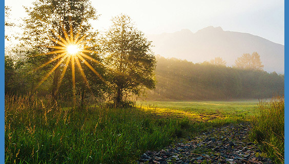 meadow glow