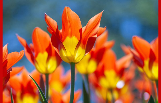 orange flowers