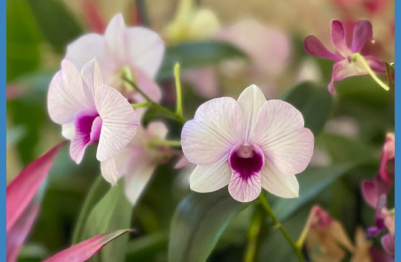 orchids