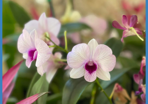 orchids