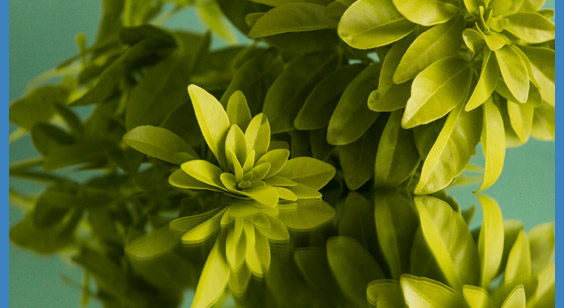 plant reflected