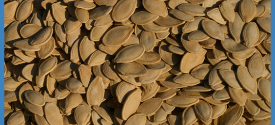pumpkin seeds