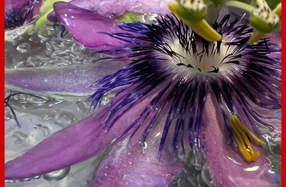 purple flower