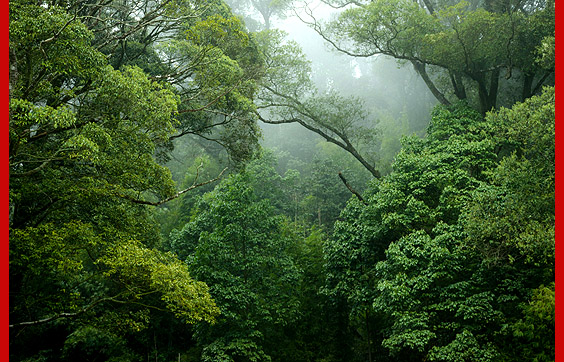 rainforest morning