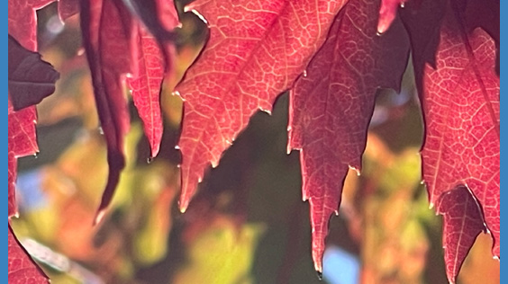 red leaves