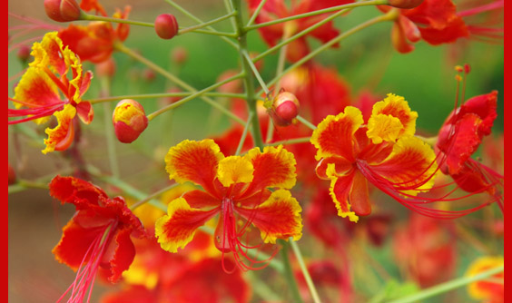 soft flowers