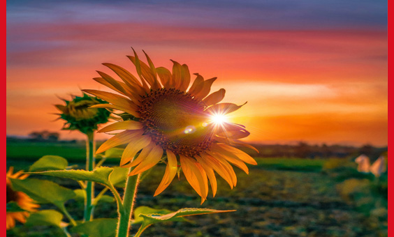 sunflower sunset