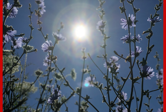 sunny buds