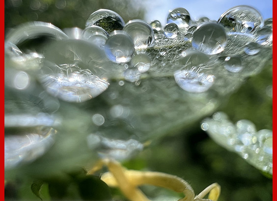 bubbles