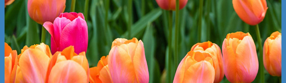 tulips