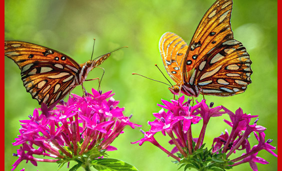 two butterflies