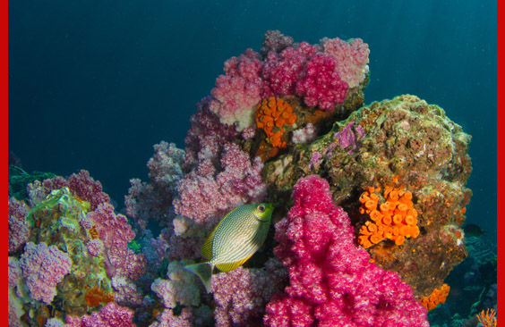 undersea portrait