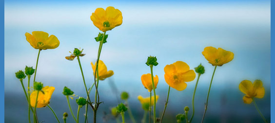 yellow flowers
