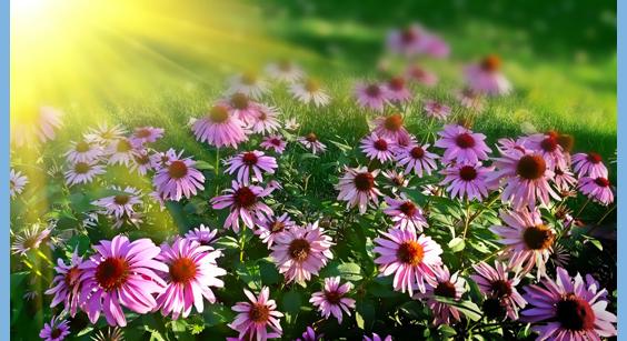 yellow flowers